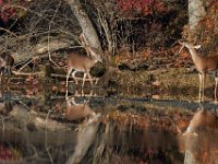 11-13-16-Piscataway-22318