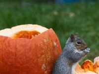 11-2015-Family-Squirrel-28853