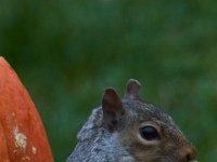 11-2015-Family-Squirrel-28854