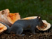 11-2015-Family-Squirrel-28879
