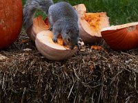11-2015-Family-Squirrel-28900