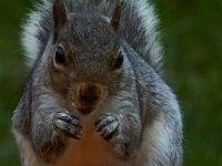 11-2015-Family-Squirrel-28913
