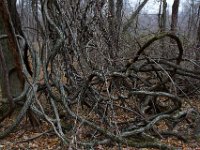 11-25-16-Patapsco Valley State Park-22924