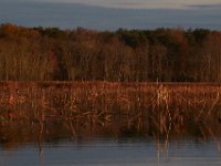 11-28-15-Mattawoman-28474