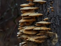 11-28-15-Mattawoman-28599