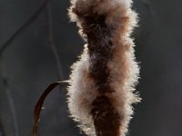 11-28-15-Mattawoman-28632
