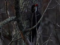 11-28-15-Mattawoman-28643