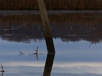 11-28-15-Mattawoman-28769