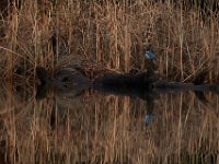 11-28-15-Mattawoman-28800