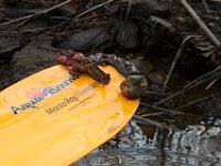 03-25-17-Piscataway-24374