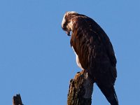 04-09-17-Mattawoman-24803