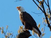 04-09-17-Mattawoman-24932
