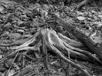 04-23-17-Rocky Gorge-25211