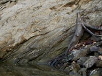 04-23-17-Rocky Gorge-25213