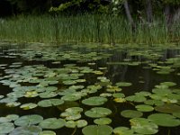 05-20-17-Piney Run-26181