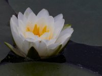 05-20-17-Piney Run-26191