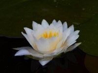05-20-17-Piney Run-26200
