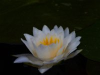 05-20-17-Piney Run-26205