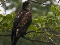 05-20-17-Piney Run-26238