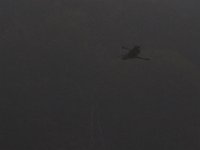 05-29-17-Nanjemoy-26434