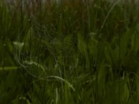 05-29-17-Nanjemoy-26558