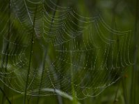 05-29-17-Nanjemoy-26559