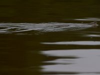 05-29-17-Nanjemoy-26797