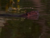 06-04-17-Piscataway-27210