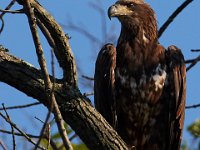 06-04-17-Piscataway-27427