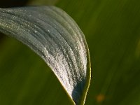 06-10-17-Mattawoman-27755