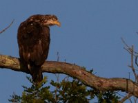 06-10-17-Mattawoman-27899