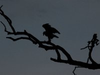 06-25-17-Piscataway-29380