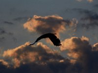 06-25-17-Piscataway-29387