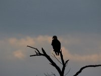 06-25-17-Piscataway-29441