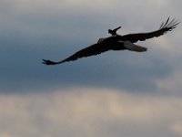 06-25-17-Piscataway-29457