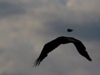 06-25-17-Piscataway-29458