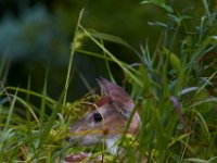 06-25-17-Piscataway-29466