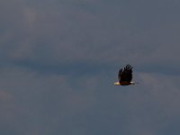 06-25-17-Piscataway-29513