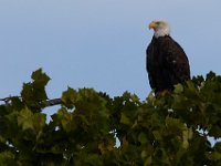06-25-17-Piscataway-29587