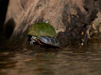 06-30-17-Rocky Gorge with T-29915