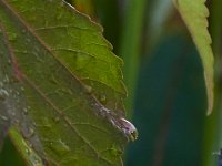 07-15-17-Nanjemoy-East-21138