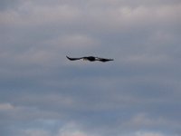 08-19-17-Piscataway-23042
