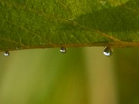 08-27-17-Nanjemoy-23758