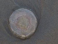 08-06-17-Corolla-21687