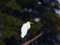 09-04-17-Mattawoman Creek-25345