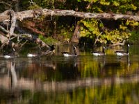 09-04-17-Mattawoman Creek-25471