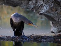 09-23-17-Tuckahoe Creek-26380