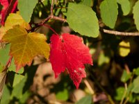 09-23-17-Tuckahoe Creek-26515