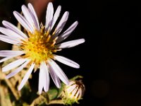 09-23-17-Tuckahoe Creek-26526