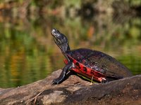 09-23-17-Tuckahoe Creek-26649
